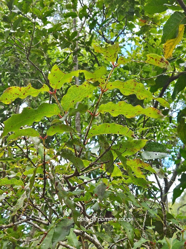 Syzygium cymosum Bois de pomme rouge Myrtac eae Endémique La Réunion, Maurice 49.jpeg