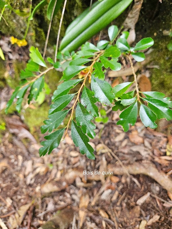 Turraea thouarsiana Bois de quivi Meliace ae Endémique La Réunion, Maurice 12.jpeg