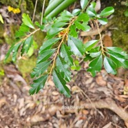 Turraea thouarsiana Bois de quivi Meliace ae Endémique La Réunion, Maurice 12.jpeg