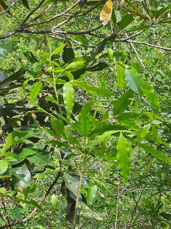 Vepris lanceolata Patte poule Ruta ceae Indigène La Réunion 13.jpeg