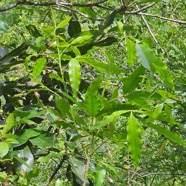 Vepris lanceolata Patte poule Ruta ceae Indigène La Réunion 13.jpeg