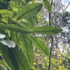 2. Eugenia mespiloides Bois de nèfles à grandes feuilles Myrtaceae  Endémique La Réunion.jpeg