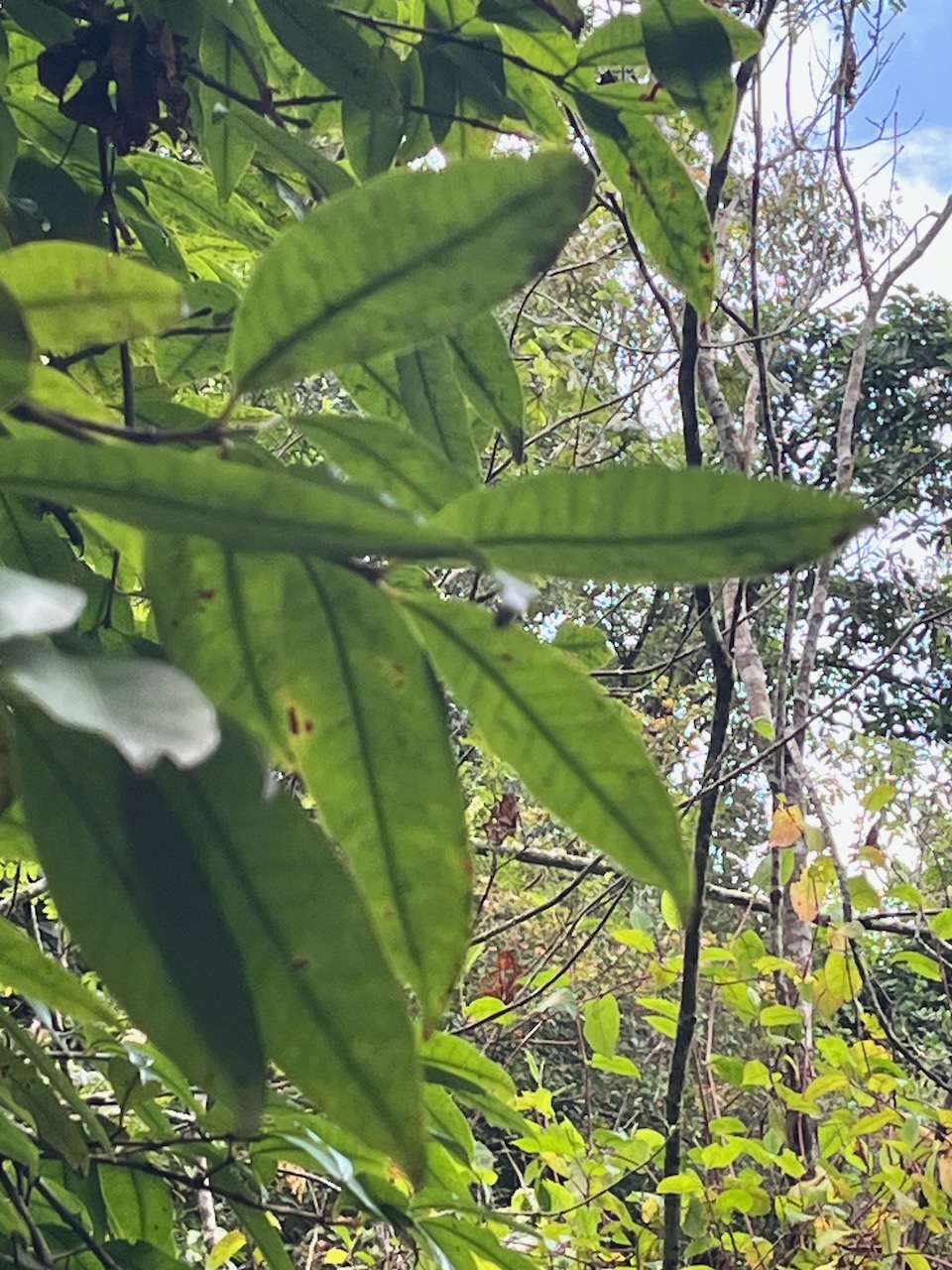 3. Eugenia mespiloides Bois de nèfles à grandes feuilles Myrtaceae  Endémique La Réunion.jpeg