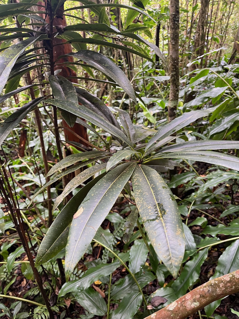 7.Sideroxylon majus Bois de fer Sapotaceae Endémique La Réunion 320.jpeg