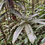 7.Sideroxylon majus Bois de fer Sapotaceae Endémique La Réunion 320.jpeg