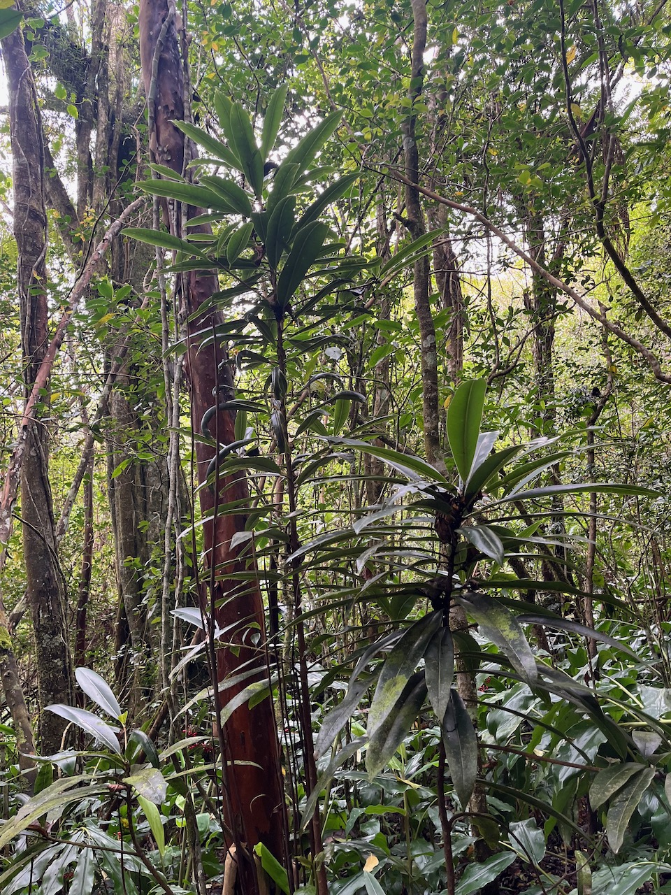 8. Jeunes Sideroxylon majus Bois de fer Sapotaceae Endémique La Réunion 320.jpeg