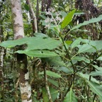 9. Chassalia corallioides Bois de corail Rubiaceae Endémique La Réunion   23.jpeg