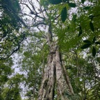 10. Ficus densifolia Grand affouche Moraceae Endémique La Réunion, Maurice.jpeg