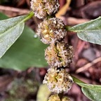 12. Inflorescences Elatostema fagifolium Urticaceae Endémique La Réunion, Maurice.jpeg