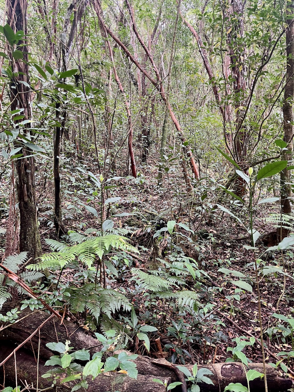 13. Sous-bois clairsemé. Impression due au nettoyage des Longoses invasifs ?.jpeg