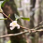 18. Fleur de Coffea mauritiana Café marron Rubiaceae Endémique La Réunion, Maurice 07.jpeg