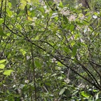 20. Boutons de Chassalia corallioides Bois de corail Rubiaceae Endémique La Réunion   23.jpeg