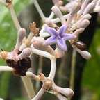 22. Une fleur de Chassalia corallioides Bois de corail Rubiaceae Endémique La Réunion   23.jpeg