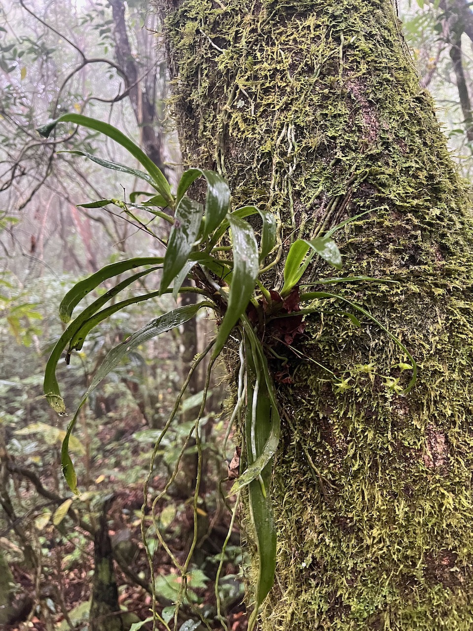 25. ??? Angraecum_multiflorum(ex_obversifolium)_?_EPIDENDROIDEAE-Indigene_Reunion-P1090464b.jpeg