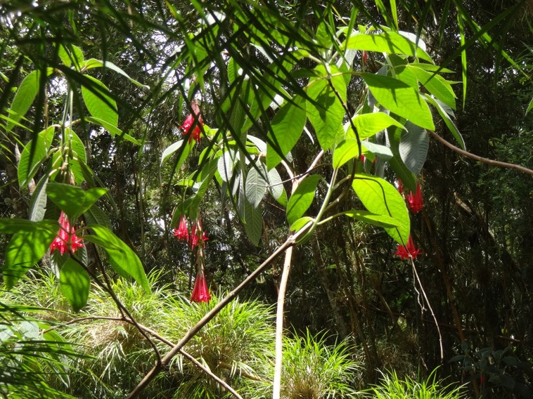 40 2 Fuschia et calumet DSC07342