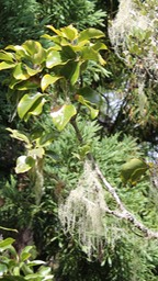 Bois de cannelle marron- Ocotea obtusata- Lauracée - BM