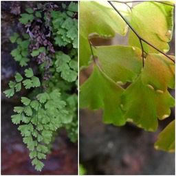 Adiantum capillus-veneris - capillaire - ADIANTACEAE - Indigène Réunion