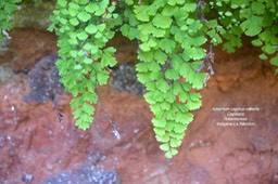 Adiantum capillus-veneris Capillaire Adi antaceae Indigène La Réunion 5016