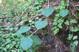 Argyreia nervosa Liane d'argent Convolvulaceae Inde 4970