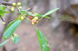 Ficus reflexa Affouche a? petites feuille s Moraceae Indigène La Réunion4967