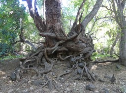 L'arbre aux serpents