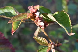 Melochia nodiflora - MALVACEAE - EE