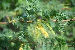 Prosopis juliflora Zépinard Fabaceae E.E. 4947