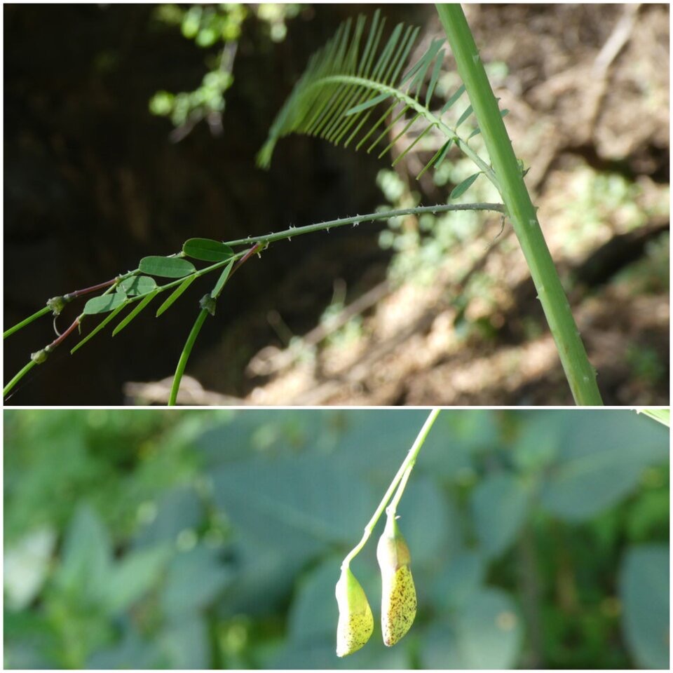 Sesbania bispinosa - FABACEAE - EE