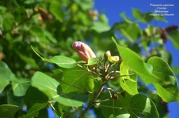 Thespesia populnea Porcher Malv aceae Indigène La réunion