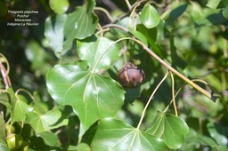 Thespesia populnea Porcher Ma lvaceae Indigène La Réunion