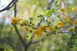 Vachellia farnesiana Zépinard Fabaceae E E .4946