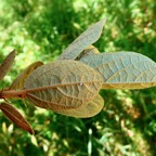 Dombeya sp .stipules persistants et poils roux sur la face inférieure des feuilles et sur la tige..jpeg