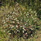 Erigeron karvinskianus.pâquerette.marguerite folle.asteraceae.assimilé indigène .très envahissant..jpeg