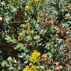 Hubertia tomentosa. ambaville blanche.asteraceae.endémique Réunion. (1).jpeg