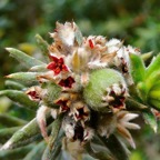 Phylica nitida  ambaville bâtard.( avec fleurs et fruits )rhamnaceae.endémique Réunion Maurice.jpeg