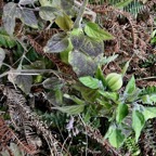 Physalis peruviana.poc-poc.solanaceae.( sténonaturalisé ? ).jpeg