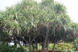 Vacoa des bas - Pandanus utilis- Pandanacée - I